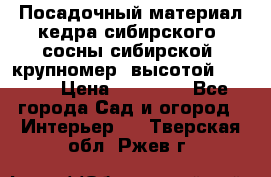 Посадочный материал кедра сибирского (сосны сибирской) крупномер, высотой 3-3.5  › Цена ­ 19 800 - Все города Сад и огород » Интерьер   . Тверская обл.,Ржев г.